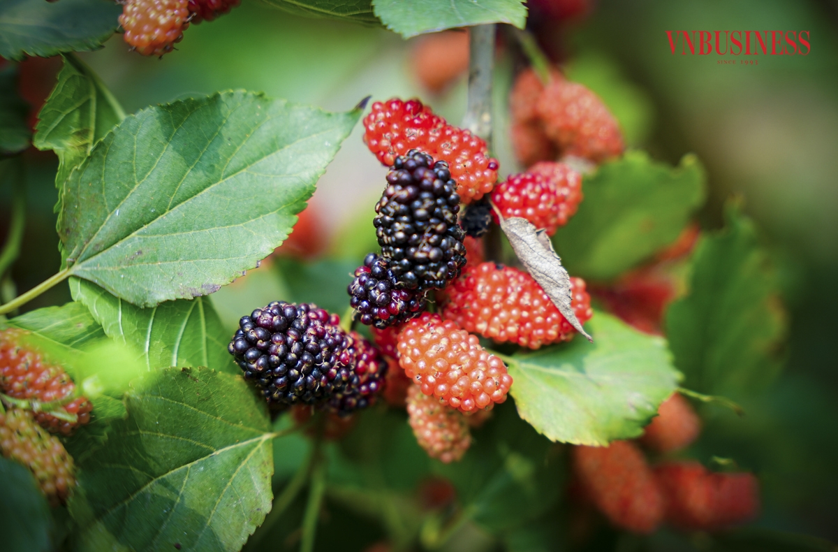 Trước đây, khu vực Dương Liễu chủ yếu trồng phật thủ, ổi, nhót... Tuy nhiên, nhận thấy dâu tằm là loại cây dễ trồng, không mất nhiều công chăm sóc, mang lại hiệu quả kinh tế cao nên nhiều hộ đã lựa chọn dâu tằm ta để canh tác.