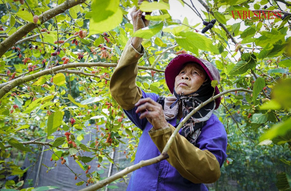 Bà Xoan &lpar;người dân xã Dương Liễu&rpar; cho biết, gia đình bà hiện đang canh tác hơn 70 gốc dâu tằm, được trồng trên diện tích gần 3ha. Những ngày này, bà và các thành viên trong gia đình luôn có mặt ở cánh đồng từ sáng sớm đến tối muộn để thu hoạch.