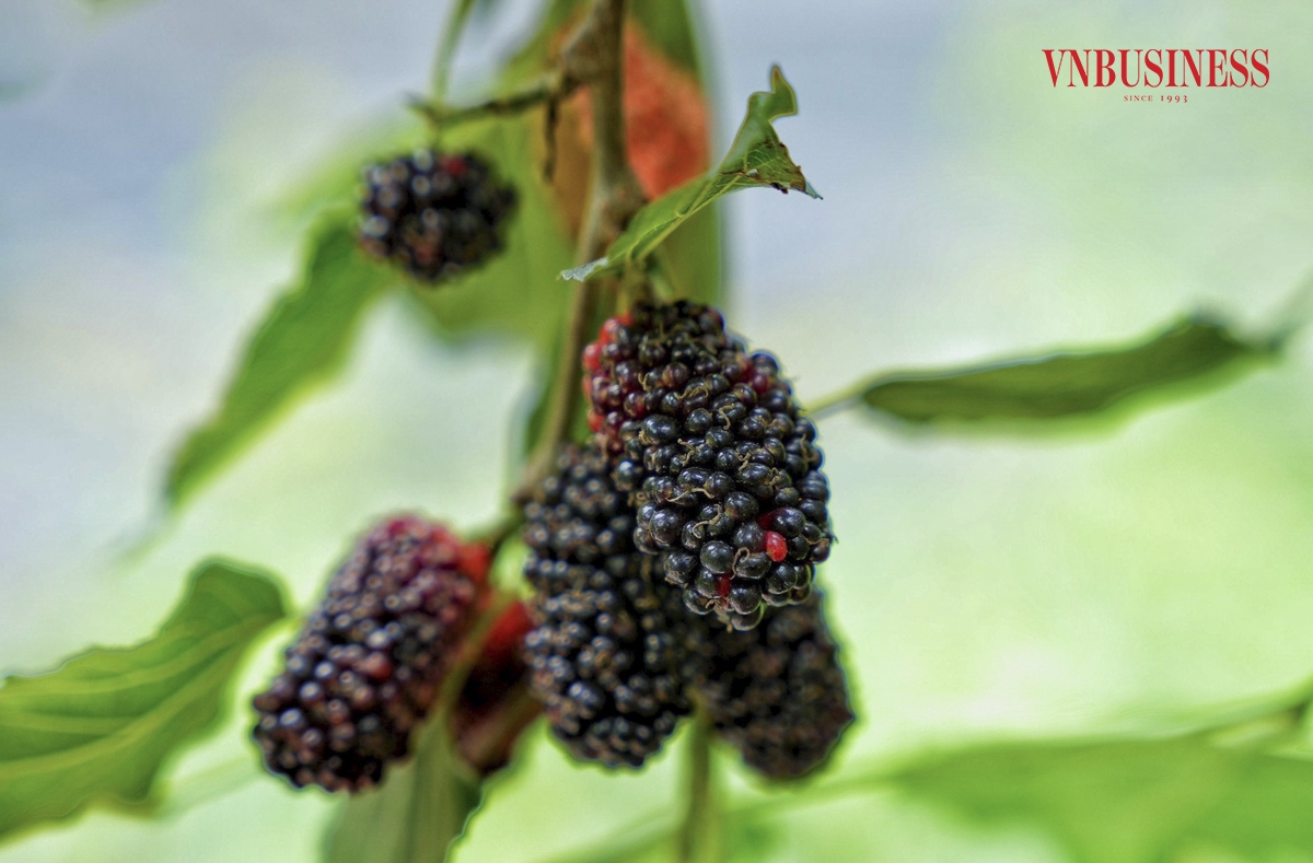 Quả dâu tằm khi chín rộ cần thu hoạch nhanh, nếu không sẽ chín quá và rụng. Các chủ vườn phải tăng cường nhân công, tranh thủ từng ngày để thu hoạch. Việc hái quả dâu mất khá nhiều thời gian, trung bình một người chỉ hái được 20-30 kg mỗi ngày.