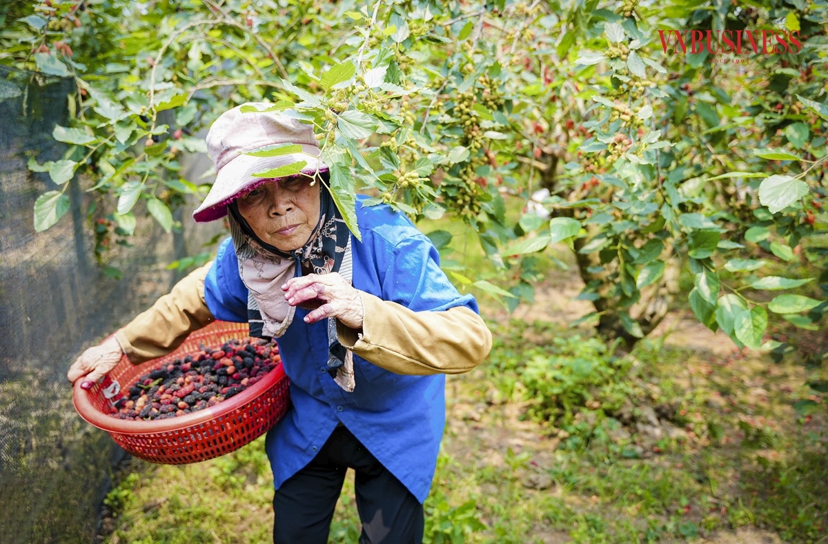 Thời điểm hiện tại, giá đổ buôn quả dâu tằm dao động ở mức 15.000 - 20.000 đồng/kg, giá bán lẻ tại chợ dao động 30.000 - 50.000 đồng/kg tùy loại. Bình quân mỗi hộ tại đây sẽ thu hoạch được 80 - 100 kg/ngày, thu nhập dao động 1-2 triệu đồng/ngày/hộ.