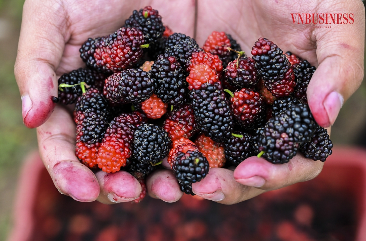 Khác biệt với những loại nông sản khác, quả dâu tằm càng cuối vụ giá sẽ càng cao vì nhu cầu của khách hàng tăng cao mà lượng hàng lại không có đủ để đáp ứng.