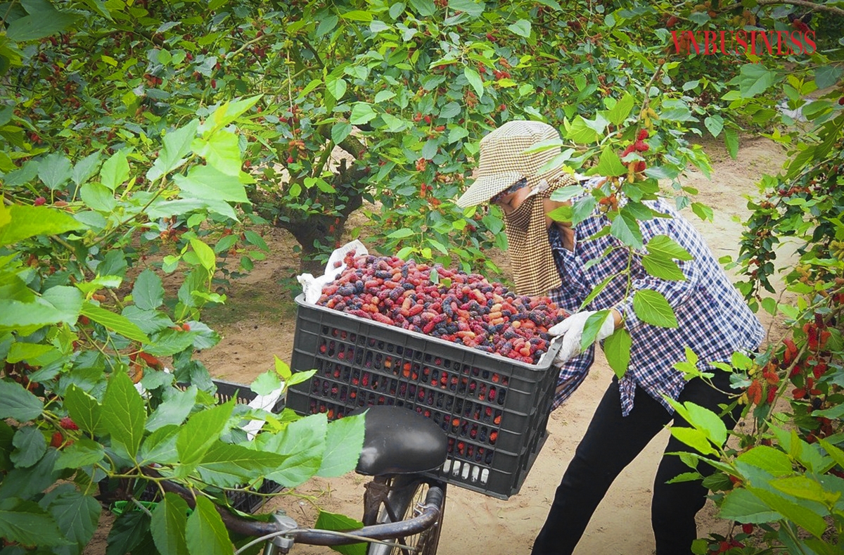 Những hộ dân trồng dâu lâu năm, có sản lượng lớn thì thương lái sẽ về tận vườn để thu mua. Các hộ có sản lượng ít thông thường sẽ thực hiện tiêu thụ tại các chợ truyền thống