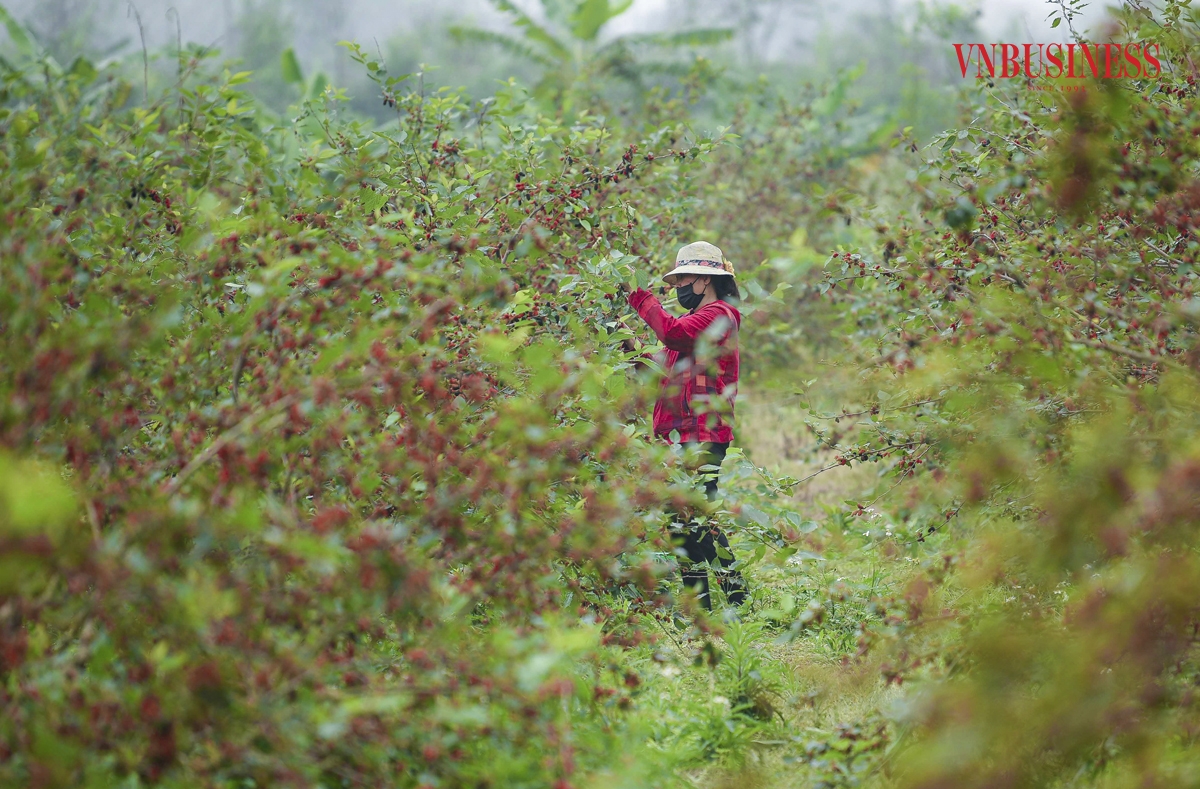 Dâu tằm là loại quả có nhiều công dụng, rất tốt cho sức khỏe, giá cả hợp lý nên được nhiều người tiêu dùng ưa chuộng làm siro, nước giải khát mùa hè Phạm Hòa