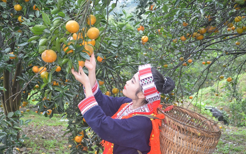 Dữ liệu thị trường càng cụ thể, người dân, HTX càng chủ động trong sản xuất kinh doanh.