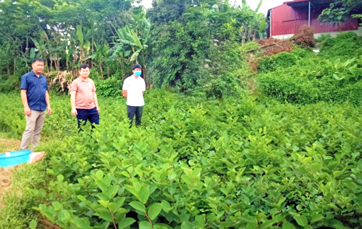 Lạng Sơn đang định hướng xây dựng chuỗi liên kết trồng dược liệu nhằm nâng cao giá trị gia tăng &lpar;Ảnh: BLS&rpar;.