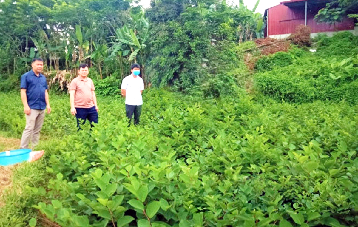 Lạng Sơn đang định hướng xây dựng chuỗi liên kết trồng dược liệu nhằm nâng cao giá trị gia tăng &lpar;Ảnh: BLS&rpar;.