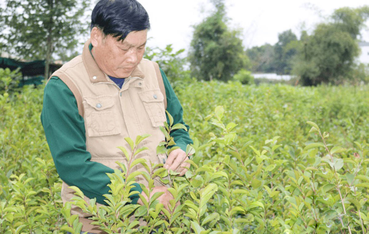 Cây nghệ đang cho thu nhập ổn định ở nhiều địa phương tỉnh Lạng Sơn &lpar;Ảnh: BLS&rpar;.