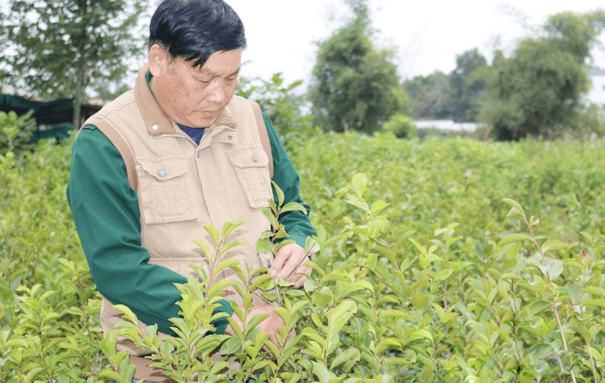 Cây nghệ đang cho thu nhập ổn định ở nhiều địa phương tỉnh Lạng Sơn &lpar;Ảnh: BLS&rpar;.