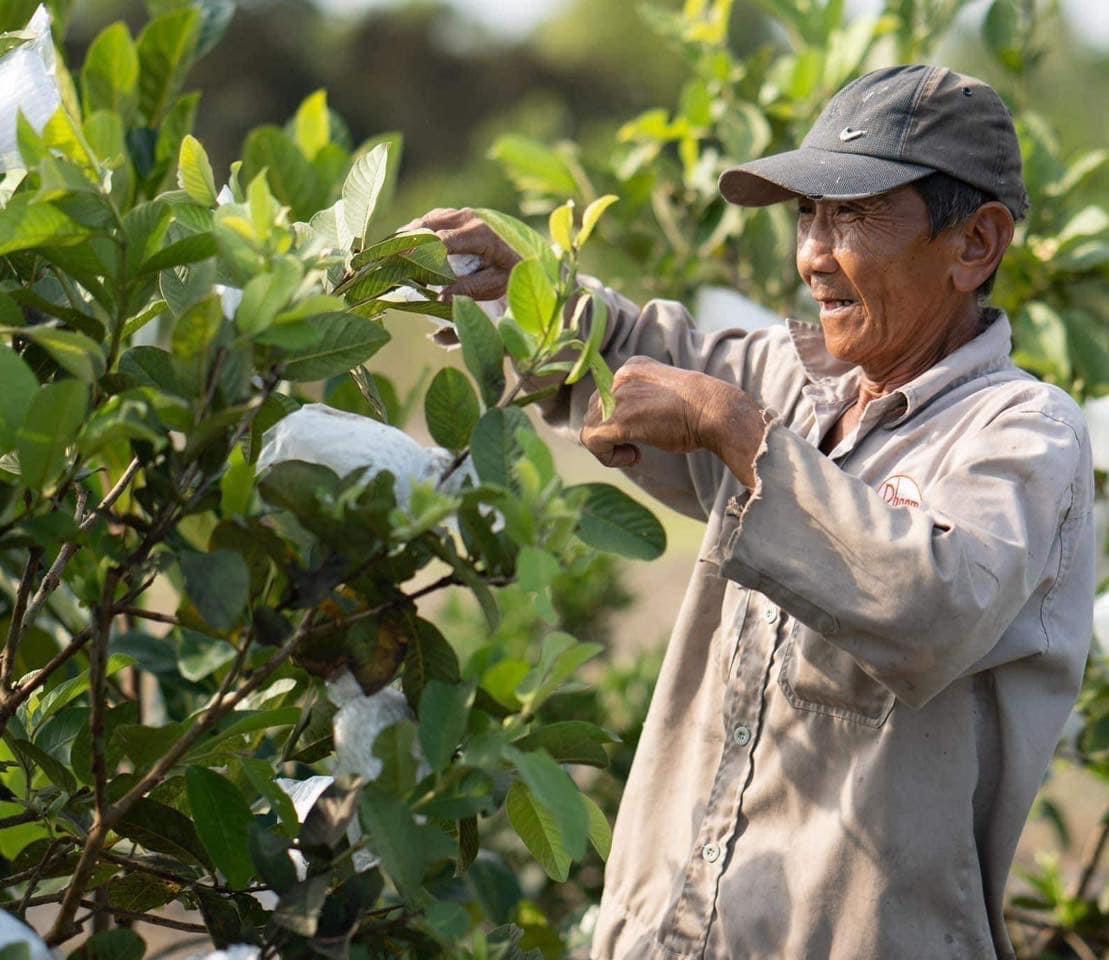 Đăng ký thương hiệu giúp việc tiêu thụ nông sản thuận lợi hơn.