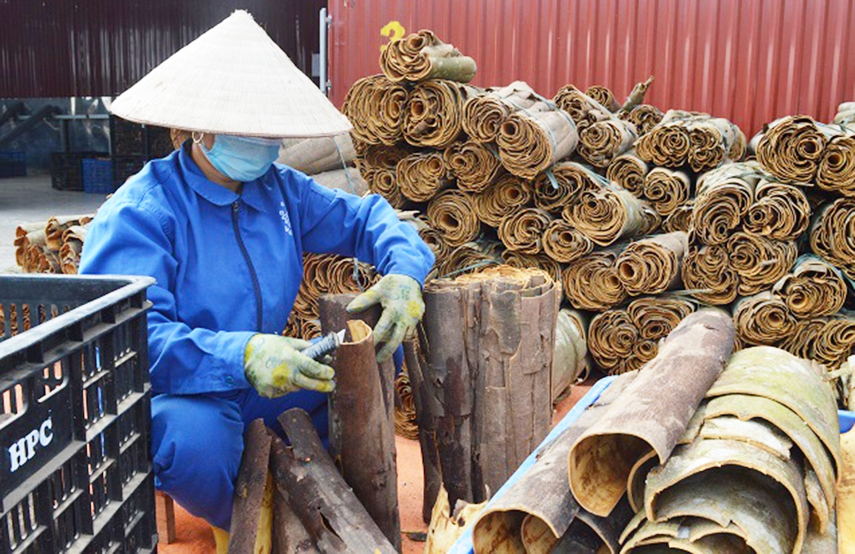 Các HTX đang là điểm tựa của nhiều nông dân trồng quế ở Yên Bái &lpar;Ảnh: BYB&rpar;.