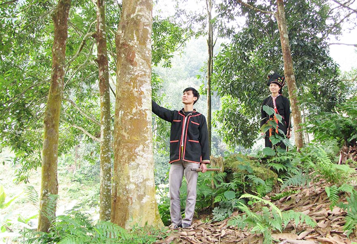 Quế đang là một trong những cây trồng chủ lực ở tỉnh Yên Bái &lpar;Ảnh: BYB&rpar;.