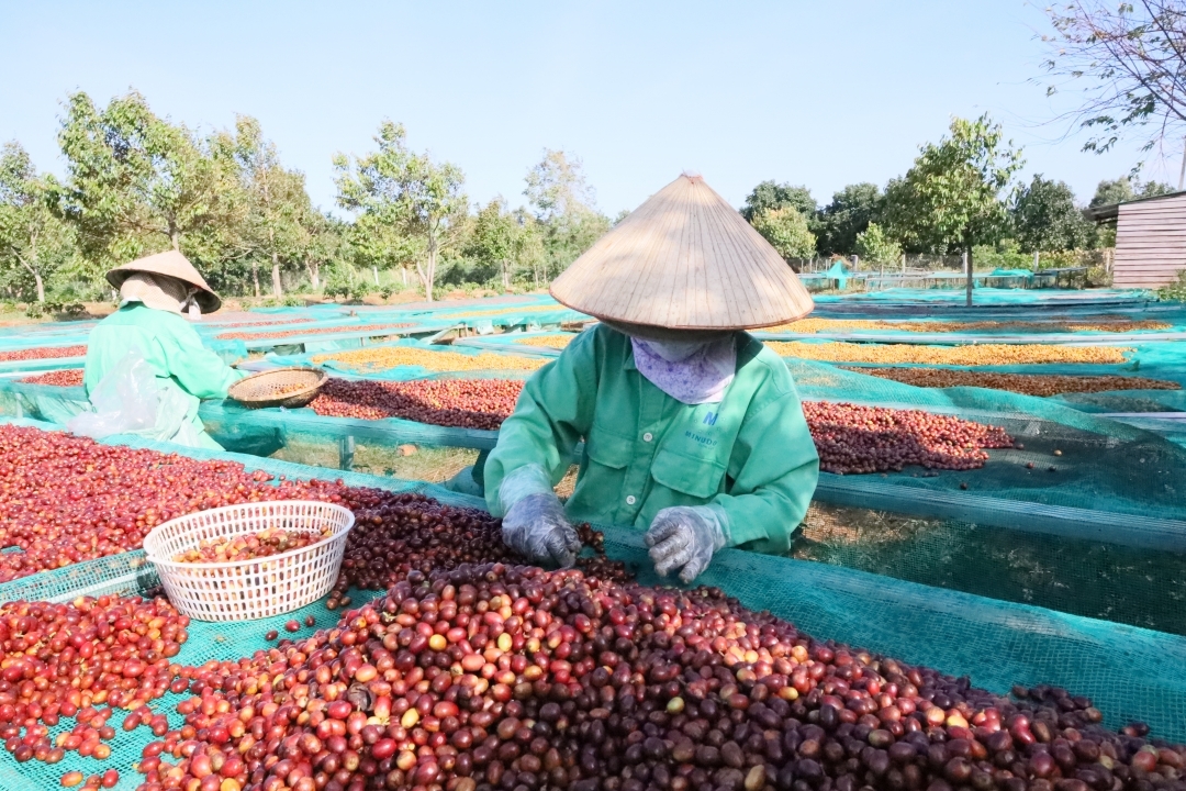 Hạn chế nguồn cung khiến giá cà phê liên tiếp lập đỉnh mới từ đầu năm đến nay.