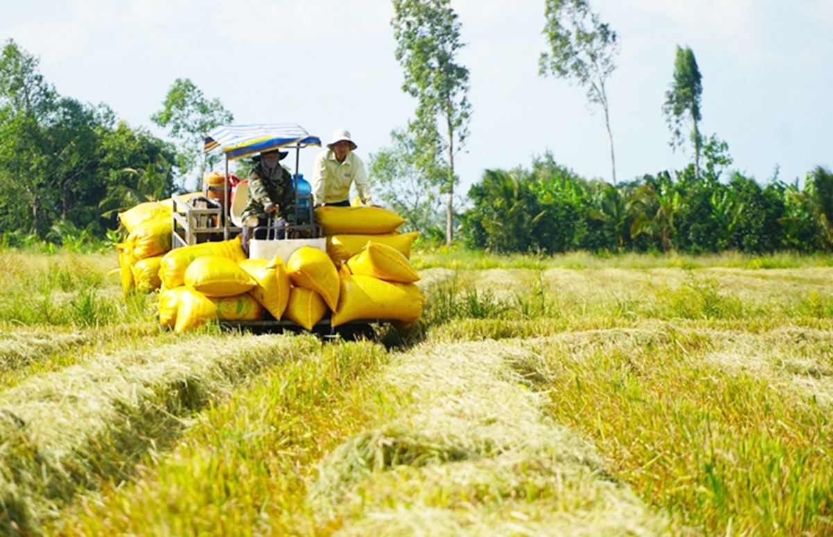 Hậu Giang đang hướng tới đề án 1 triệu ha lúa canh tác thông minh, phát thải thấp.