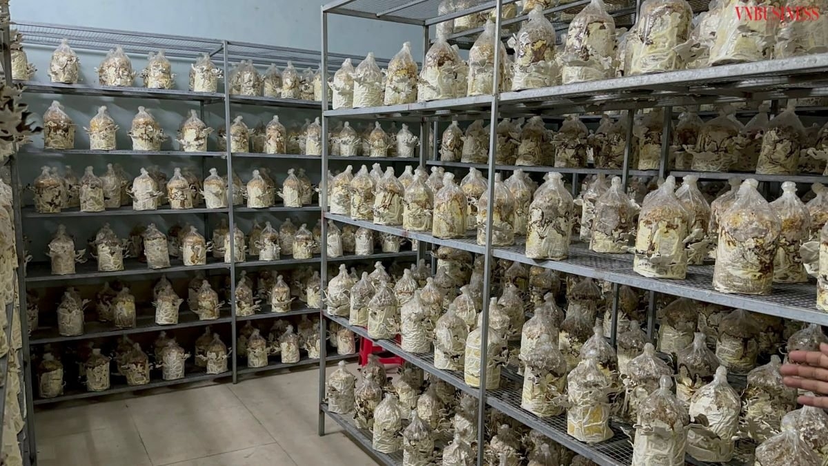 Sau 60 - 70 ngày, lứa nấm sinh trưởng tốt với hàm lượng dinh dưỡng cao, thu về hàng gần chục tỷ đồng mỗi năm.