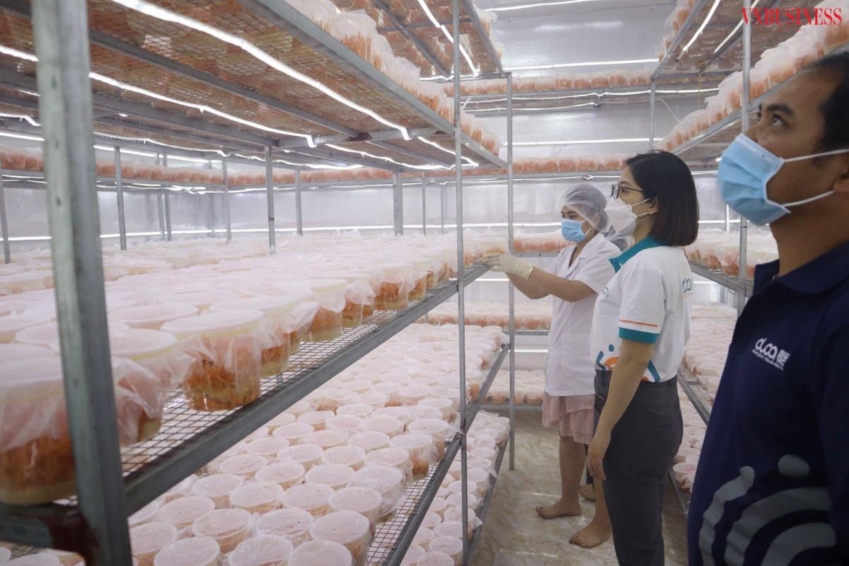 Quy trình nuôi cấy được thực hiện khoa học với đầy đủ thiết bị hiện đại như: điều hòa, máy sấy...