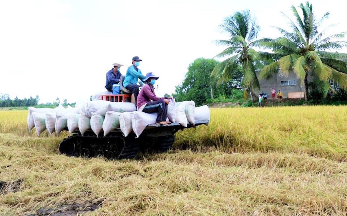 Nông nghiệp huyện Lấp Vò những năm qua có nhiều chuyển biến tích cực.