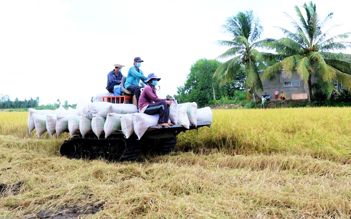 Nông nghiệp huyện Lấp Vò những năm qua có nhiều chuyển biến tích cực.