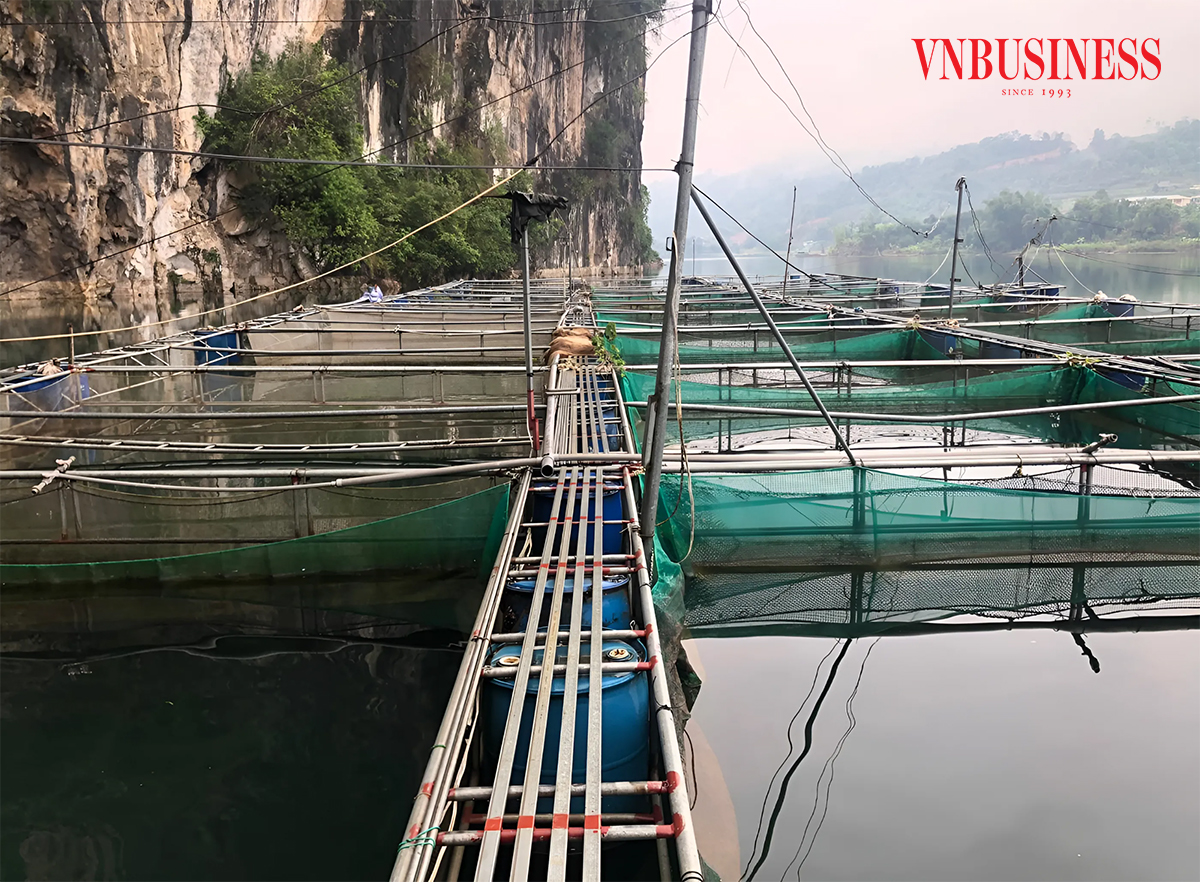 HTX Than Uyên tận dụng tối đa diện tích mặt nước tại địa phương để phát triển ngành chăn nuôi và chế biến cá.