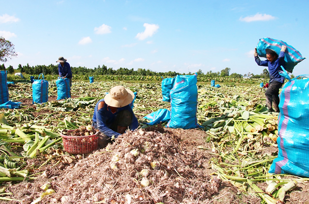 Sự tham gia của các HTX, doanh nghiệp góp phần nâng cao giá trị gia tăng trong sản xuất nông nghiệp.
