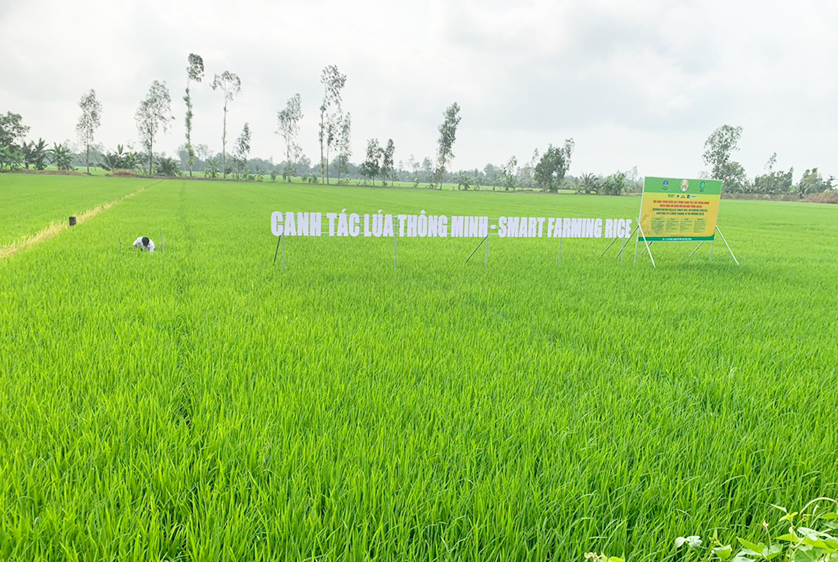 Đề án 1 triệu ha lúa chất lượng cao kỳ vọng sẽ nâng cao giá trị canh tác, làm giàu cho nông dân &lpar;Ảnh: BCT&rpar;.