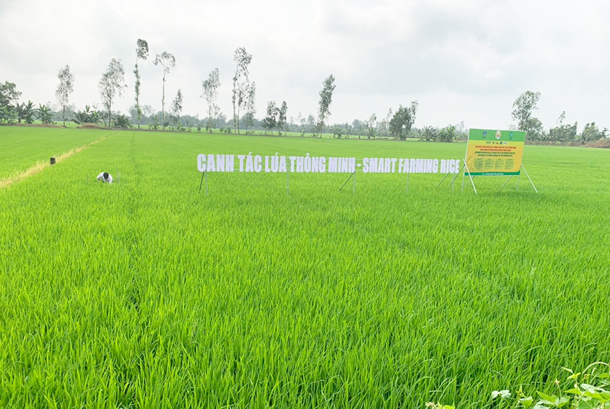 Đề án 1 triệu ha lúa chất lượng cao kỳ vọng sẽ nâng cao giá trị canh tác, làm giàu cho nông dân &lpar;Ảnh: BCT&rpar;.