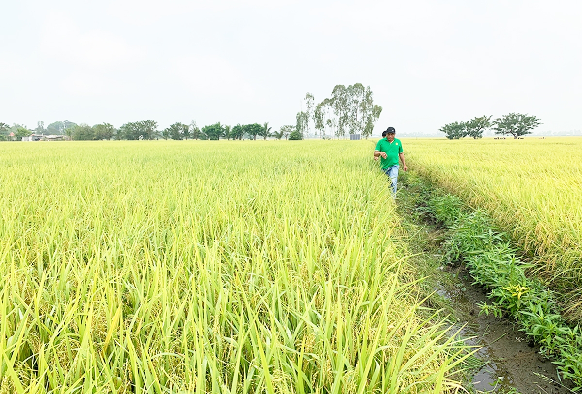 HTX được kỳ vọng là đầu tàu trong phát triển Đề án 1 triệu ha lúa chất lượng cao, phát thải thấp &lpar;Ảnh: BCT&rpar;.