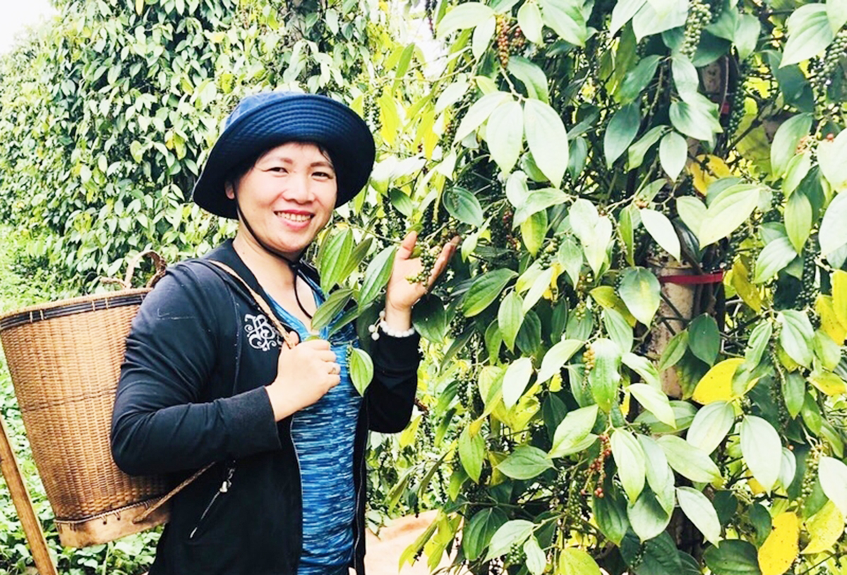 Cây hồ tiêu đang là một trong những cây trồng kinh tế chủ lực ở Đak Đoa.