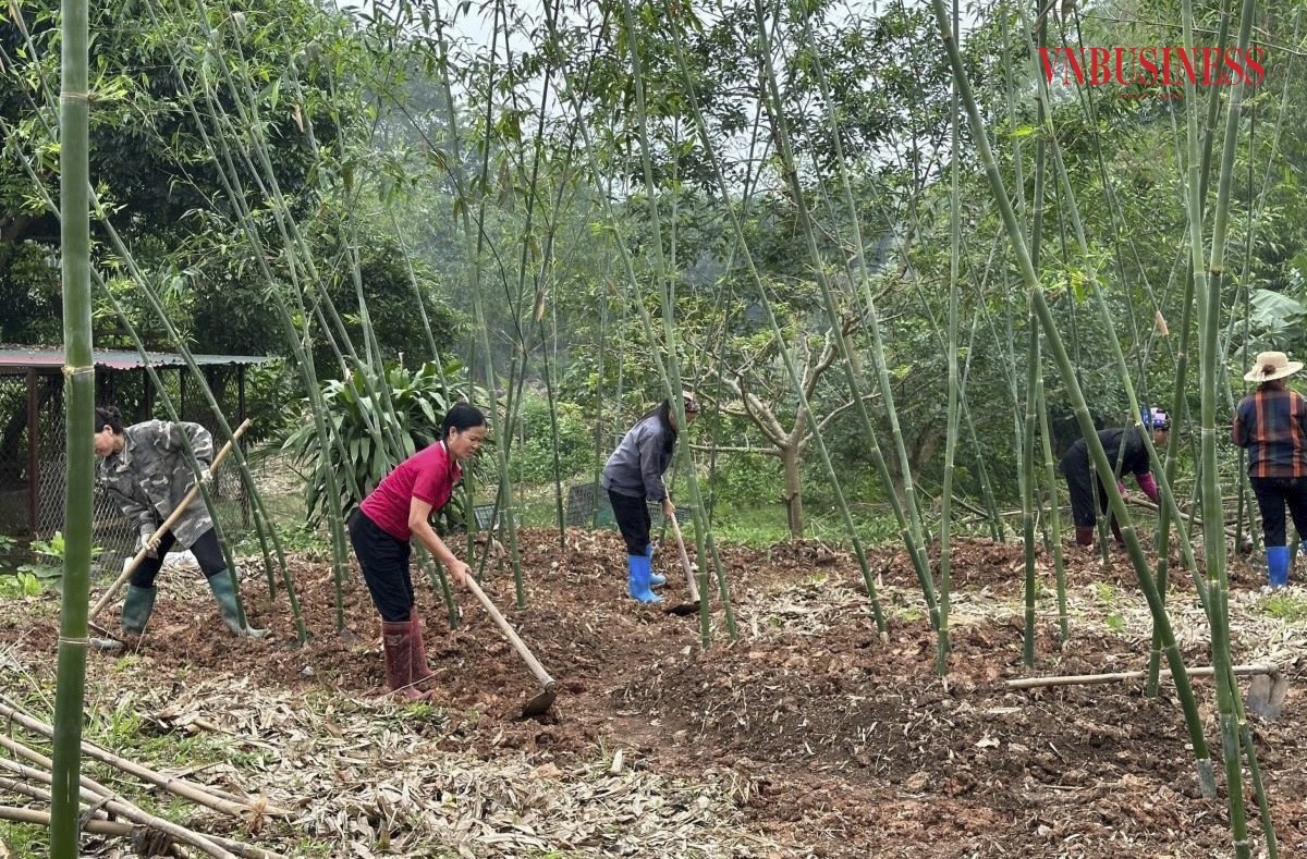 Hoạt động chủ yếu của HTX là sản xuất măng lục trúc.