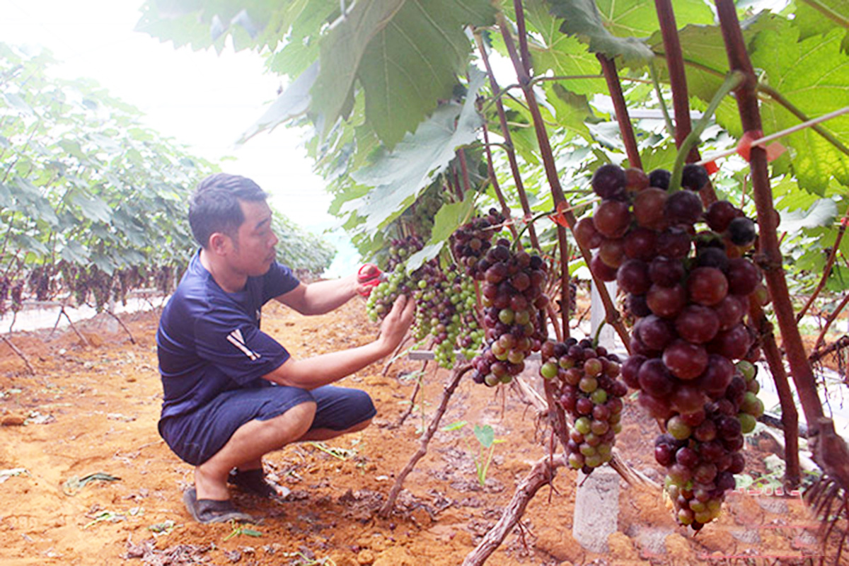 Giá trị cao từ cây ăn trái đang mở hướng thoát nghèo, làm giàu cho nông dân Mai Sơn &lpar;Ảnh: BSL&rpar;.