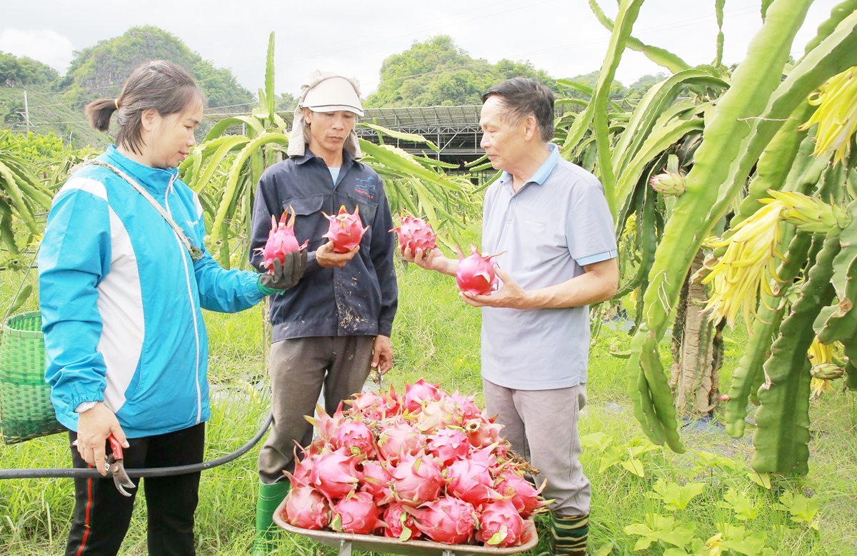 Mai Sơn đang có thế mạnh phát triển trồng cây ăn trái cho giá trị cao &lpar;Ảnh: BSL&rpar;.