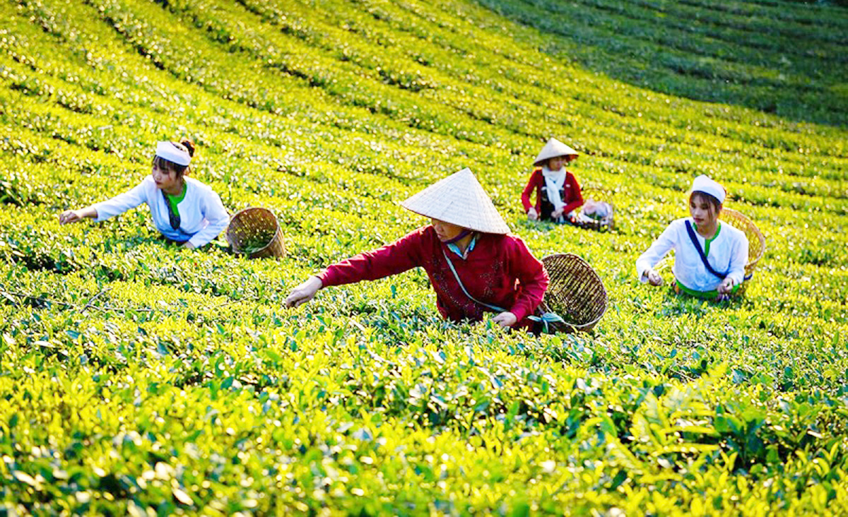 Sản xuất sạch là nền tảng để Tân Sơn phát triển nông nghiệp kết hợp du lịch sinh thái.