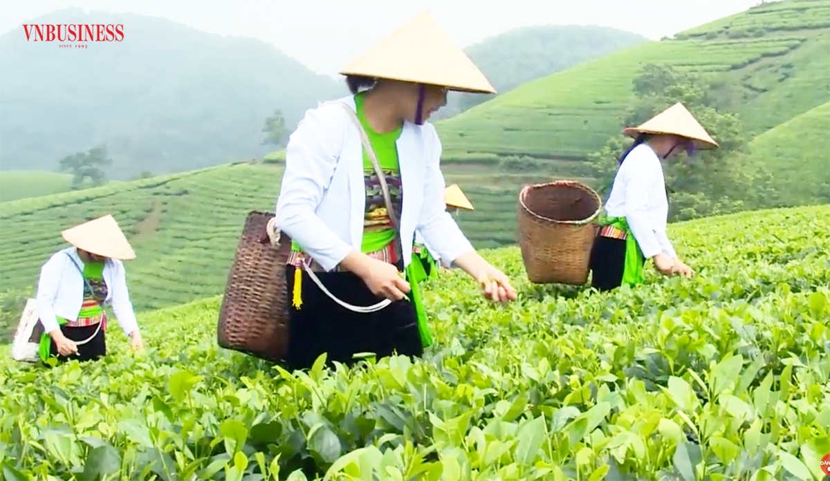 Chè đang là một trong những cây trồng chủ lực giảm nghèo, làm giàu ở Tân Sơn.