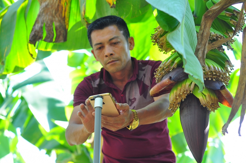 HTX Laba Banana Đạ KNàng đã xuất khẩu thành công nhờ kể được câu chuyện hấp dẫn về sản phẩm.