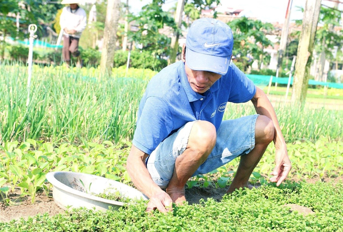 Mô hình trồng rau VietGAP đang được nhân rộng tại nhiều địa phương tỉnh Quảng Nam.
