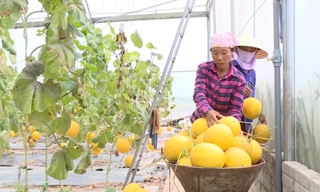 Chính sách hỗ trợ cần tạo điều kiện để nâng cấp HTX.