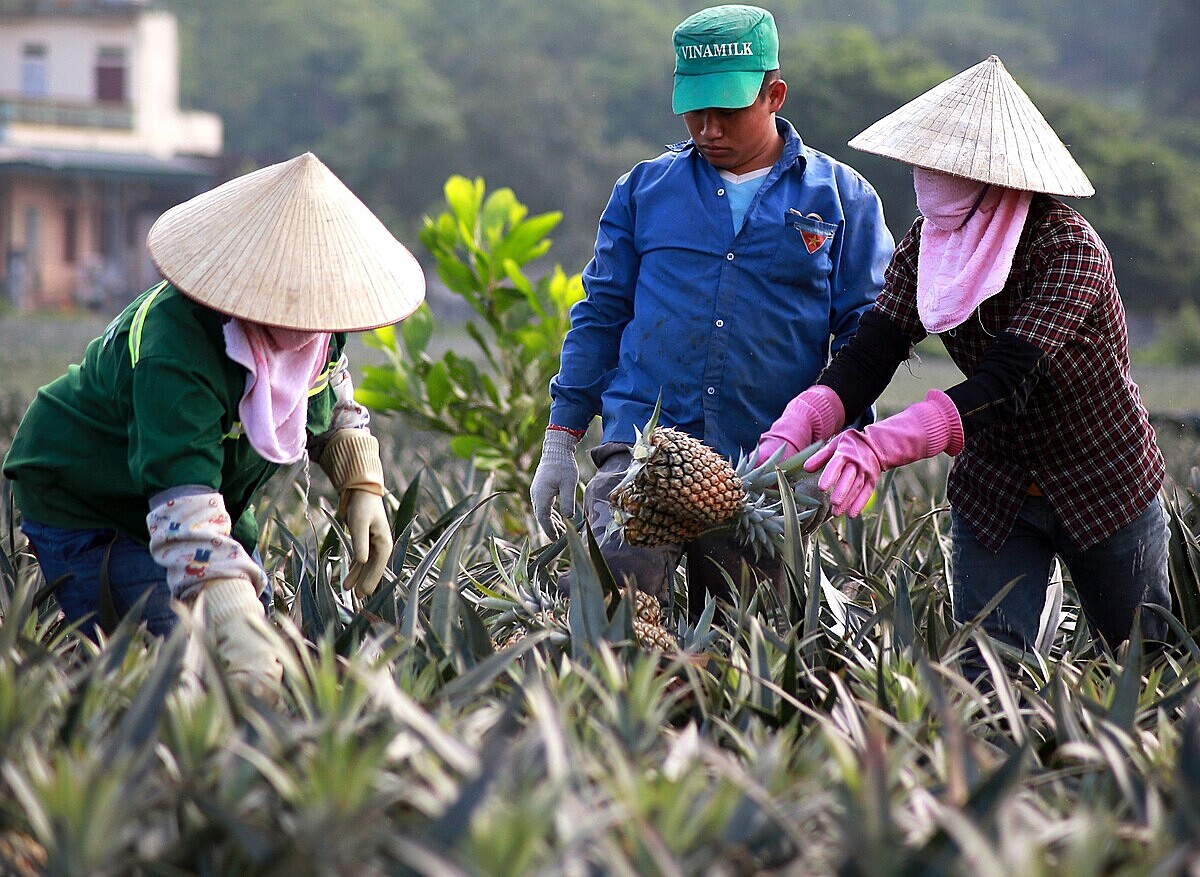 Tập trung nâng chất HTX thông qua giữ bản chất của mô hình kinh tế tập thể sẽ giúp Việt Nam có những HTX lớn mạnh, vươn tầm thế giới.