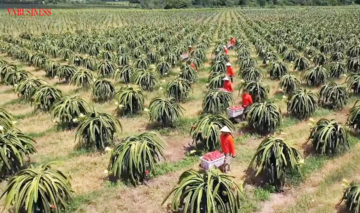 Dù còn nhiều thách thức, cây thanh long vẫn là cây kinh tế chủ lực tại nhiều địa phương ở tỉnh Bình Thuận.