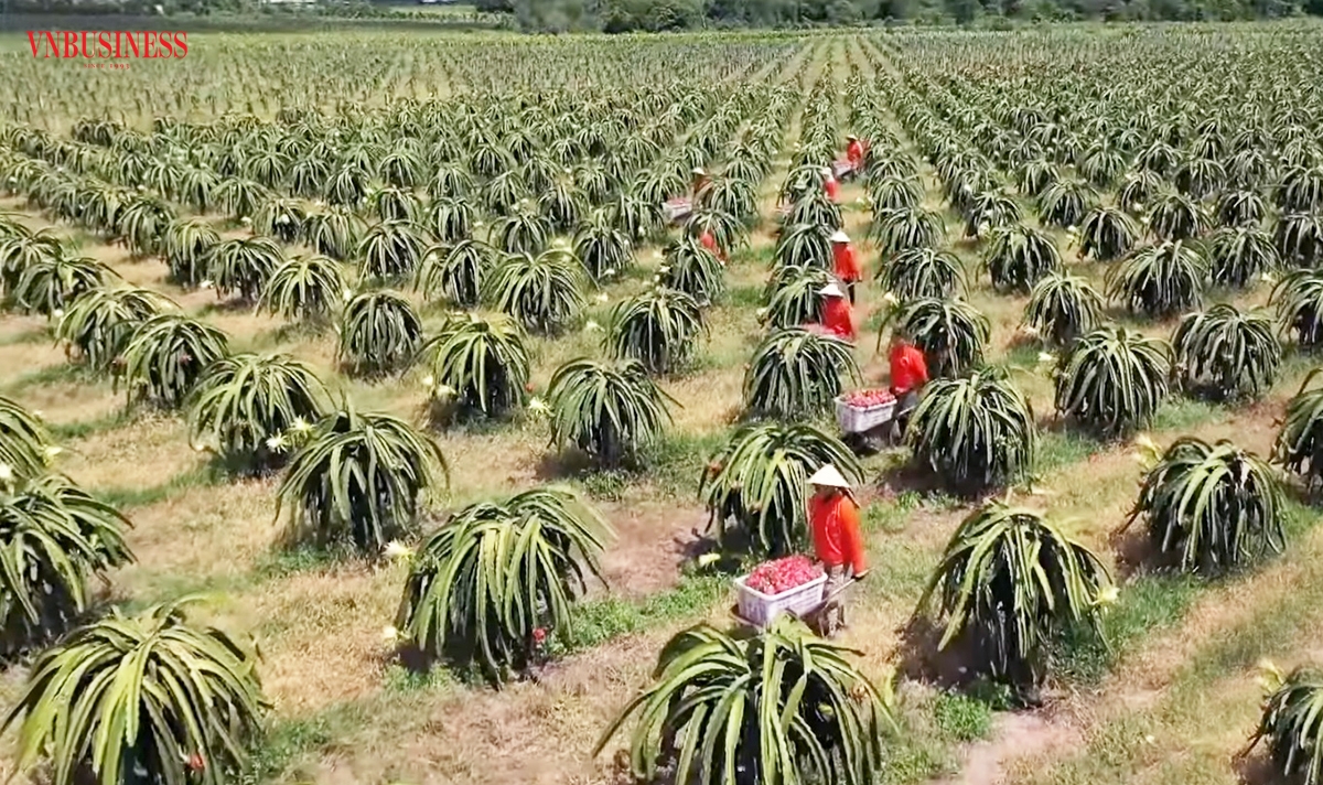 Dù còn nhiều thách thức, cây thanh long vẫn là cây kinh tế chủ lực tại nhiều địa phương ở tỉnh Bình Thuận.