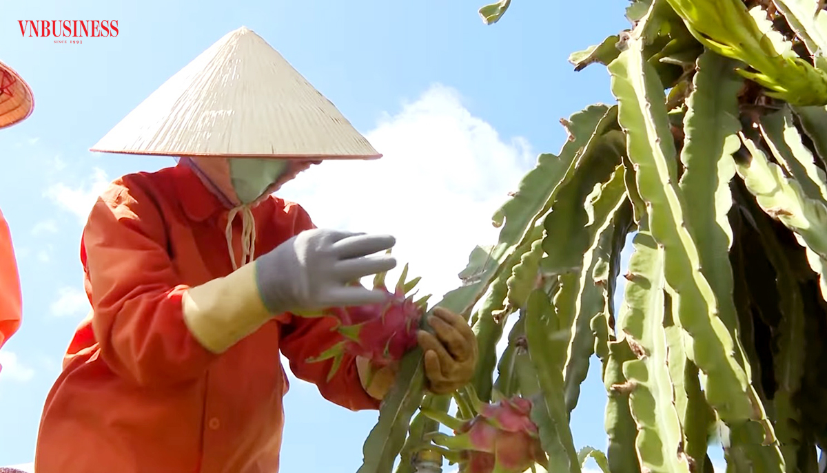Giá bán tăng đang giúp người trồng thanh long ở Bình Thuận cải thiện thu nhập.