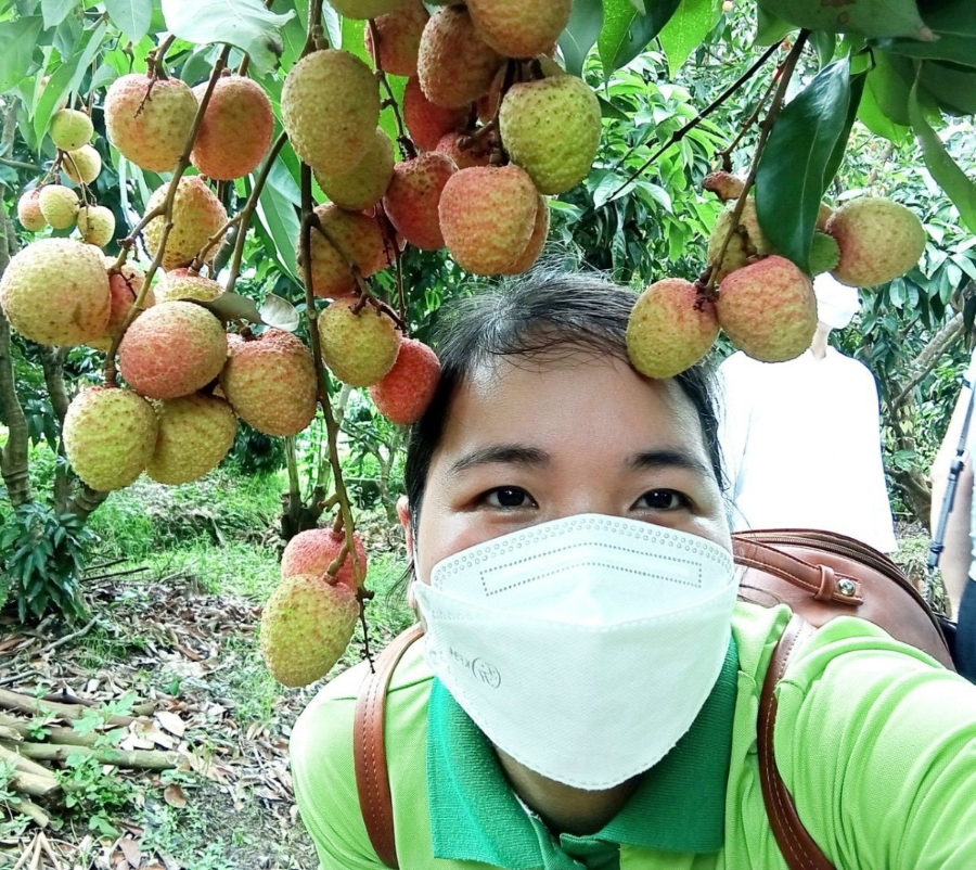 Theo quy luật tự nhiên, một năm ăn quả, một năm trả cành, sau khi được mùa 3 - 4 năm, sức khỏe cây trồng sẽ kém đi, trong khi vải Bắc Giang đã liên tiếp được mùa từ năm 2020 đến nay.