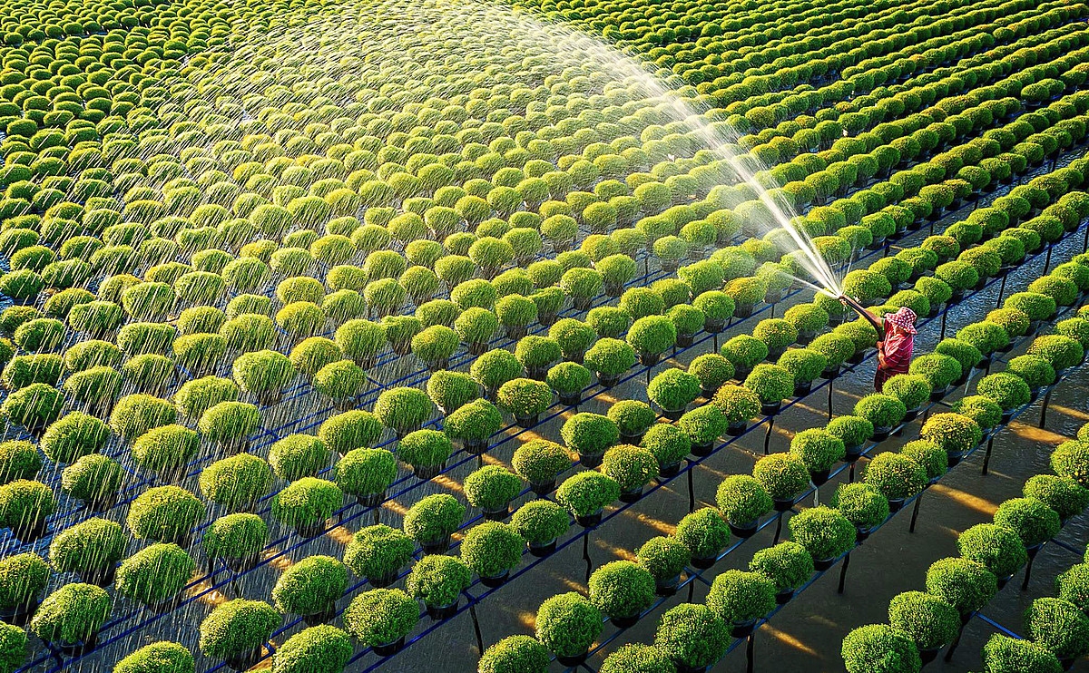 Các QTDND đều tập trung nguồn vốn hỗ trợ nông dân, HTX phát triển sản xuất kinh doanh.