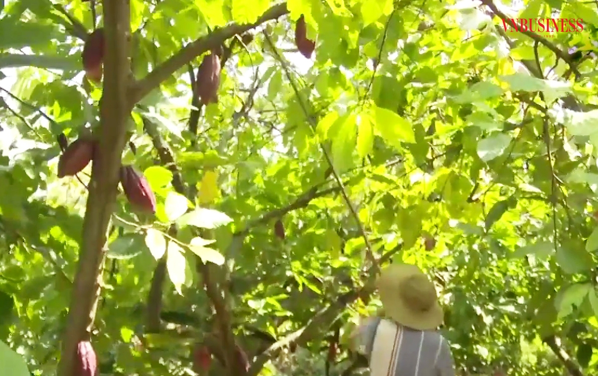 Mô hình trồng ca cao đang được đầu tư mạnh ở Châu Đức, góp phần xóa đói giảm nghèo, phát triển kinh tế.