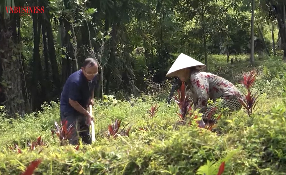 Cây dược liệu đang mở hướng làm giàu cho nhiều nông dân, HTX ở Na Rì.