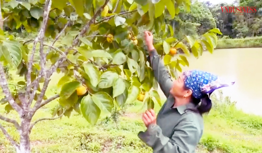 Hồng không hạt là một trong 4 sản phẩm chủ lực phát triển chuỗi giá trị tại Na Rì.