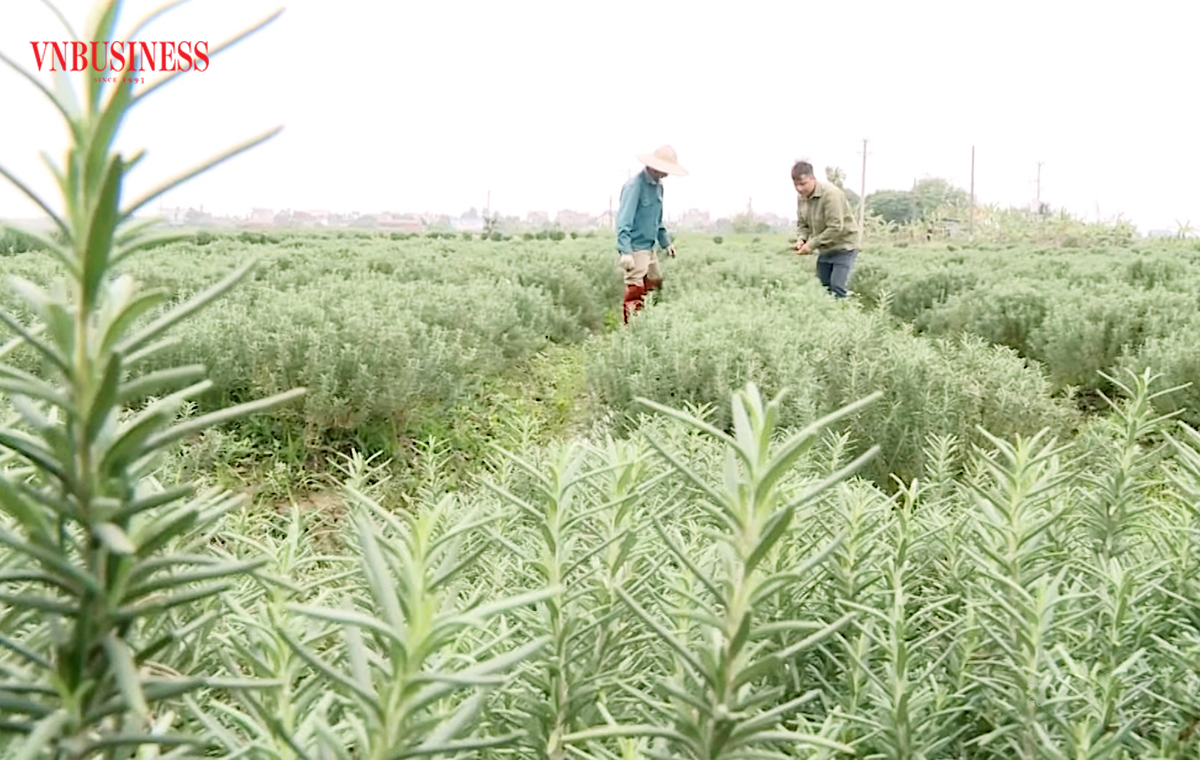 Cây hương thảo đang cho thấy tiềm năng lớn, mang lại thu nhập cao tại nhiều địa phương ở Thái Bình.