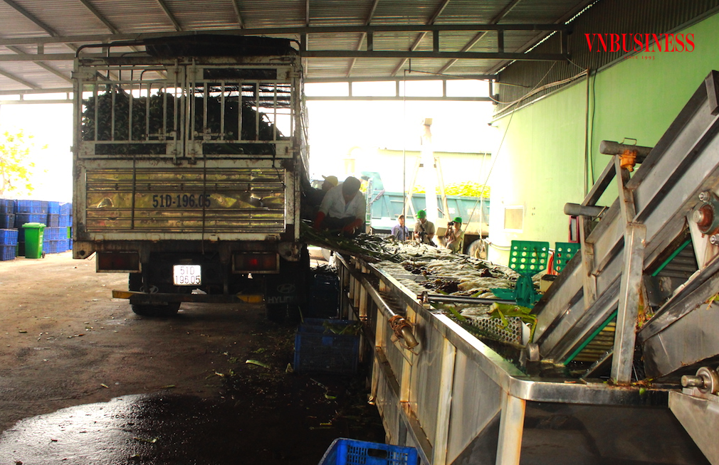 Khâu chính sách cần tránh những quy định bất cập, không hợp lý để không ảnh hưởng tiêu cực, làm cho nguyên liệu chế biến của các DN bị tắt nghẽn.