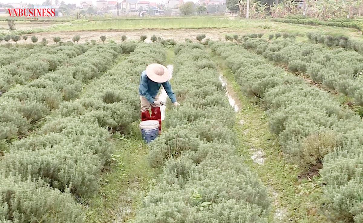 Cây dược liệu như hương thảo, xa cạn, địa hoàng... đang trở thành cây trồng giàu tiềm năng, dự kiến được nhân rộng ở Thái Bình.