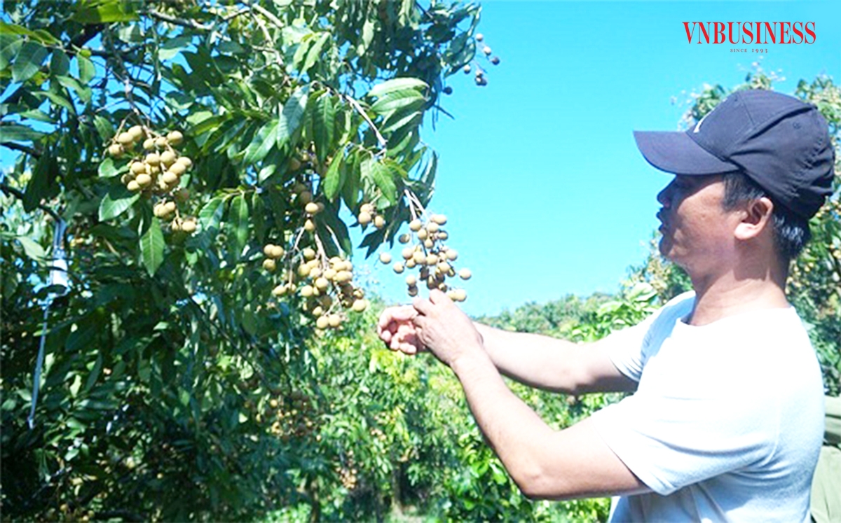 Nhãn đang là cây trồng chủ lực, mang lại giá trị kinh tế cao cho nông dân Hưng Yên.