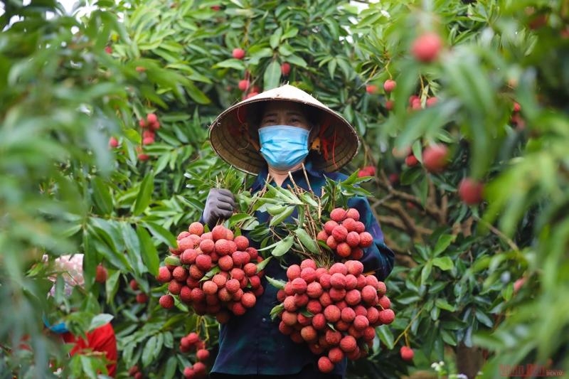 Vải thiều của các HTX tại Bắc Giang tiêu thụ ở trong nước và xuất khẩu thuận lợi một phần là nhờ các HTX đã đầu tư website.
