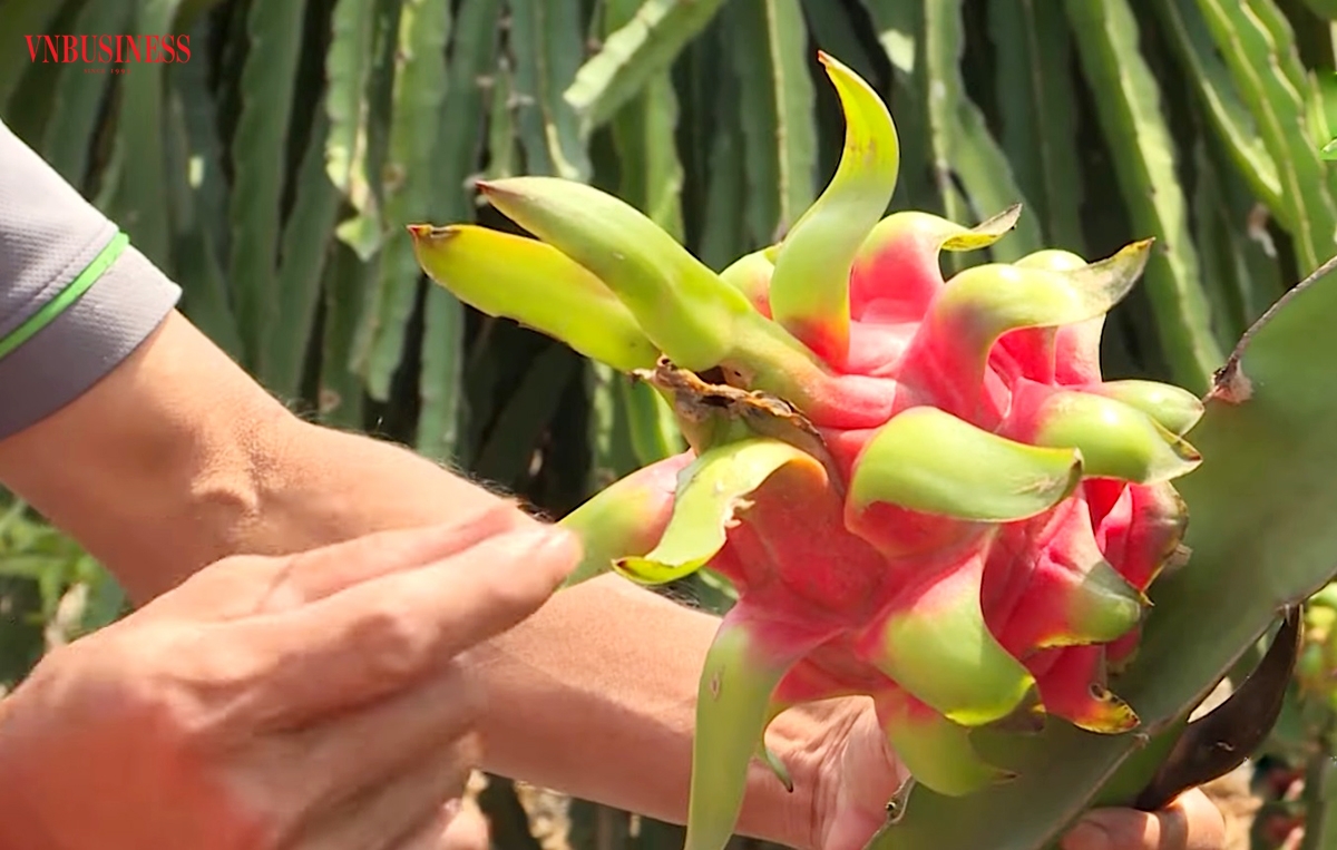 Thanh long tiếp tục là một trong bốn loại cây chủ lực phát triển công nghệ cao ở Long An.